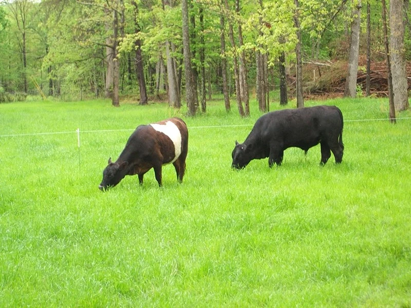 Pigtail Electric Fence Post Pigtail Electric Fence Post